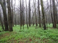 Polanský les2