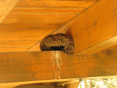skorec vodní hnízdu pod mostem2